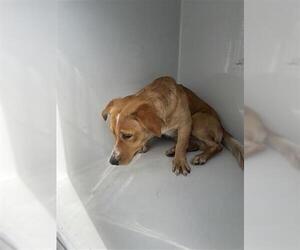 Labrador Retriever-Unknown Mix Dogs for adoption in Houston, TX, USA