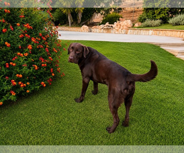 Medium Photo #3 Labrador Retriever Puppy For Sale in Clovis, CA, USA