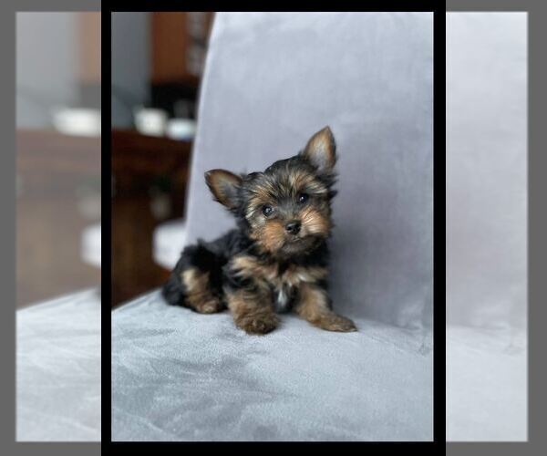 Medium Photo #1 Yorkshire Terrier Puppy For Sale in SHAKOPEE, MN, USA
