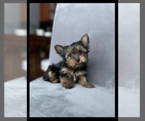 Yorkshire Terrier Puppy for Sale in SHAKOPEE, Minnesota USA