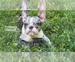 Image preview for Ad Listing. Nickname: Litter of 5