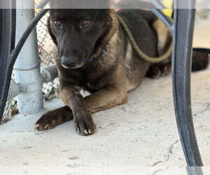 German Shepherd Dog-Unknown Mix Dogs for adoption in Imlay City, MI, USA
