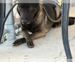 Small German Shepherd Dog Mix