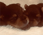 Small Photo #11 Yorkshire Terrier Puppy For Sale in W WARWICK, RI, USA