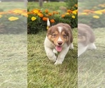 Small #3 Border Collie-Bordoodle Mix