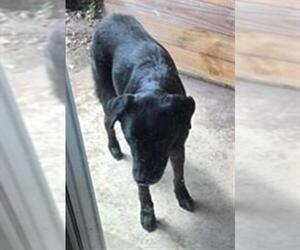 Labrador Retriever-Unknown Mix Dogs for adoption in San Antonio, TX, USA