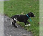 Small Photo #3 Great Dane Puppy For Sale in LITITZ, PA, USA
