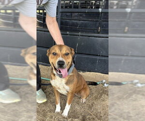 Samantha - Female Australian Shepherd Dog for Adoption - Photo #4
