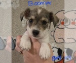 Small #3 Chizer