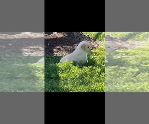 Golden Retriever Puppy for sale in NORWOOD, MO, USA
