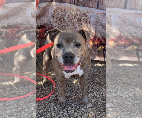 Medium Photo #1 American Staffordshire Terrier-Staffordshire Bull Terrier Mix Puppy For Sale in Queen Creek, AZ, USA