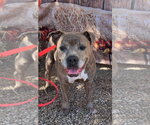 Rosie - Female American Staffordshire Terrier-Staffordshire Bull Terrier Mix Dog for Adoption - Small photo