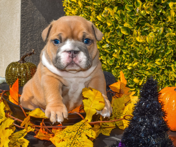 Medium Photo #1 English Bulldog Puppy For Sale in TRACY, CA, USA
