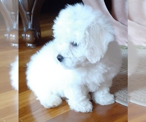 Bichon Frise Puppy for sale in GLASGOW, KY, USA