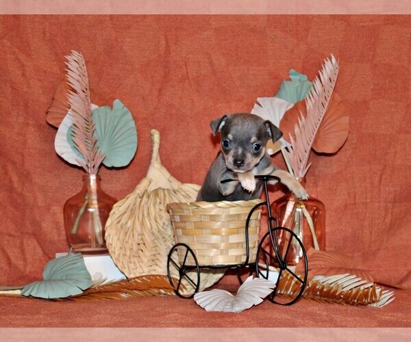 Medium Photo #1 Chihuahua Puppy For Sale in CHARLESTON, AR, USA