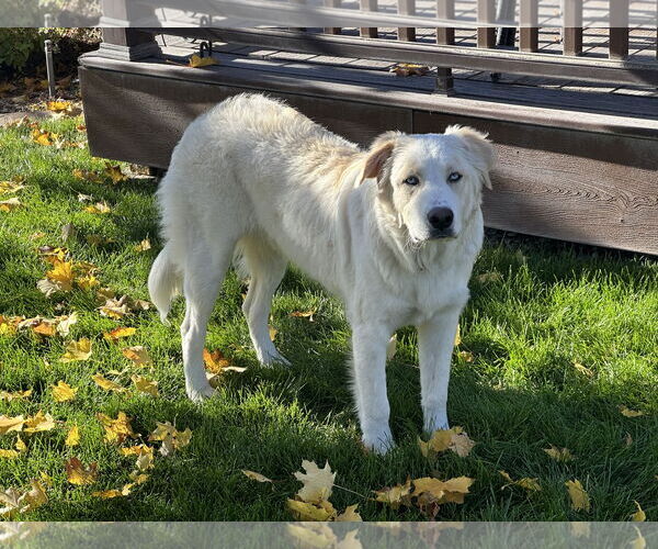 Medium Photo #3 - Mix Puppy For Sale in Bountiful, UT, USA