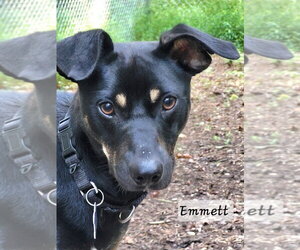 Emmett - Male Mutt Dog for Adoption - Photo #15