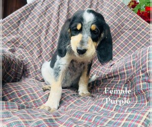 Medium Bernedoodle-Bluetick Coonhound Mix