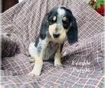 Puppy 8 Bernedoodle-Bluetick Coonhound Mix