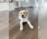 Small #1 Labrador Retriever