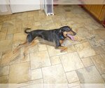 Small Photo #2 Mutt Puppy For Sale in Devine, TX, USA