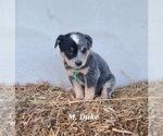 Small Photo #2 Australian Cattle Dog Puppy For Sale in NATHALIE, VA, USA
