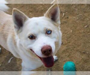 Siberian Husky Dogs for adoption in Martinez, CA, USA