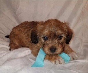 Jack-A-Poo Puppy for sale in FREDERICKSBURG, OH, USA