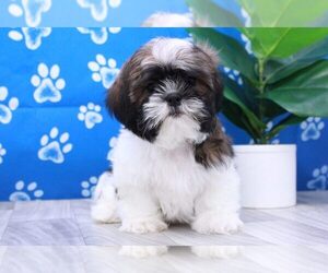 Shih Tzu Puppy for sale in MARIETTA, GA, USA