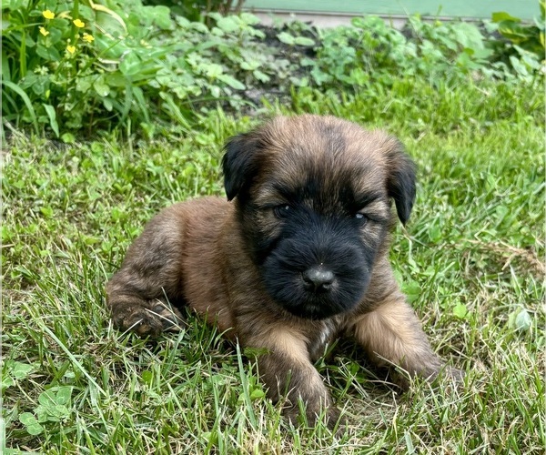 Medium Photo #1 Soft Coated Wheaten Terrier Puppy For Sale in LEWISBURG, PA, USA