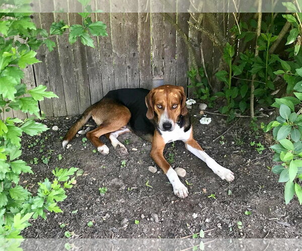 Medium Photo #4 Mutt Puppy For Sale in Woodbury, NY, USA