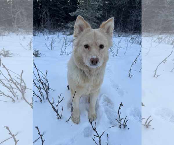 Medium Photo #5 Golden Retriever-Huskies  Mix Puppy For Sale in Anchorage, AK, USA