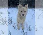 Small #4 Golden Retriever-Huskies  Mix
