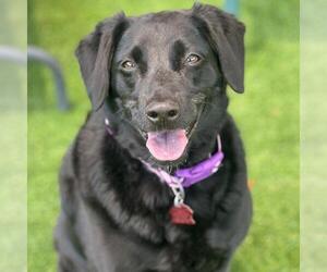 Labrador Retriever-Unknown Mix Dogs for adoption in San Diego, CA, USA
