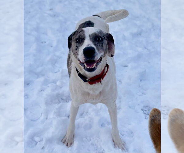Medium Photo #6 Catahoula Leopard Dog-Unknown Mix Puppy For Sale in Canton, CT, USA