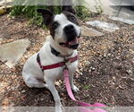 Small #7 American Pit Bull Terrier