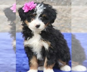 Bernedoodle Puppy for sale in SOUND BEACH, NY, USA