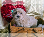 Puppy Ford Cockapoo (Miniature)