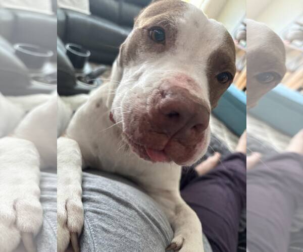 Medium Photo #9 American Staffordshire Terrier-Unknown Mix Puppy For Sale in Holly Springs, NC, USA