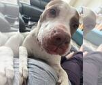 Small #8 American Staffordshire Terrier Mix