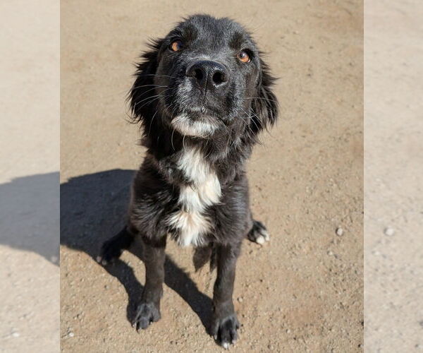 Medium Photo #2 Mutt Puppy For Sale in Vail, AZ, USA