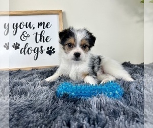 Chorkie Puppy for sale in GREENFIELD, IN, USA