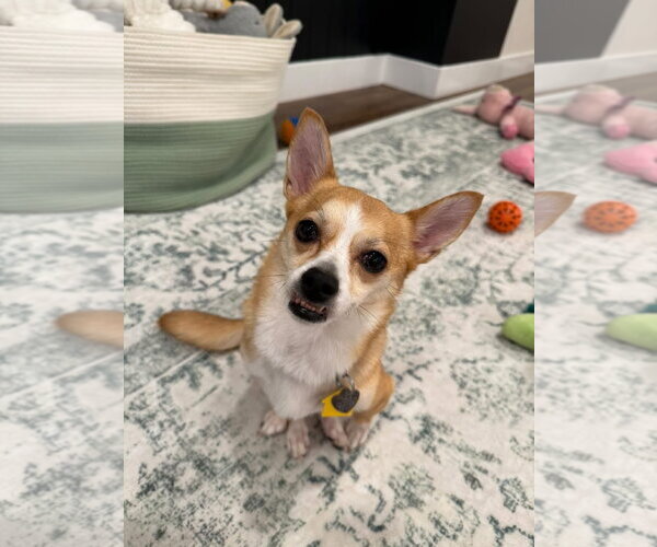 Medium Photo #3 Chihuahua-Unknown Mix Puppy For Sale in Oakhurst, NJ, USA
