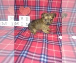 Small #1 -Yorkshire Terrier Mix