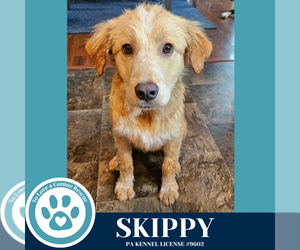 Golden Pyrenees Dogs for adoption in Kimberton, PA, USA