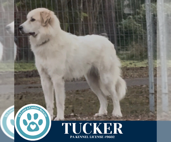 Medium Photo #4 Great Pyrenees-Unknown Mix Puppy For Sale in Kimberton, PA, USA