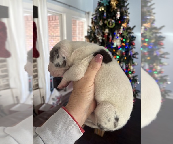 Medium Photo #9 Great Dane Puppy For Sale in CLANTON, AL, USA