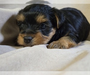 Yorkshire Terrier Puppy for sale in CORNERSVILLE, TN, USA