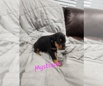 Small #15 Doberman Pinscher