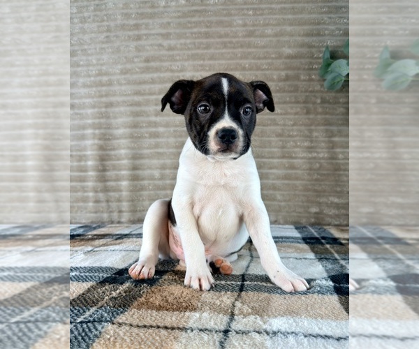 Medium Photo #3 Brat Puppy For Sale in GREENFIELD, IN, USA